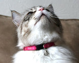 cat wearing a Cheengoo Adjustable Cat Collar